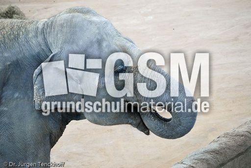 Asiatischer Elefant (9 von 21).jpg